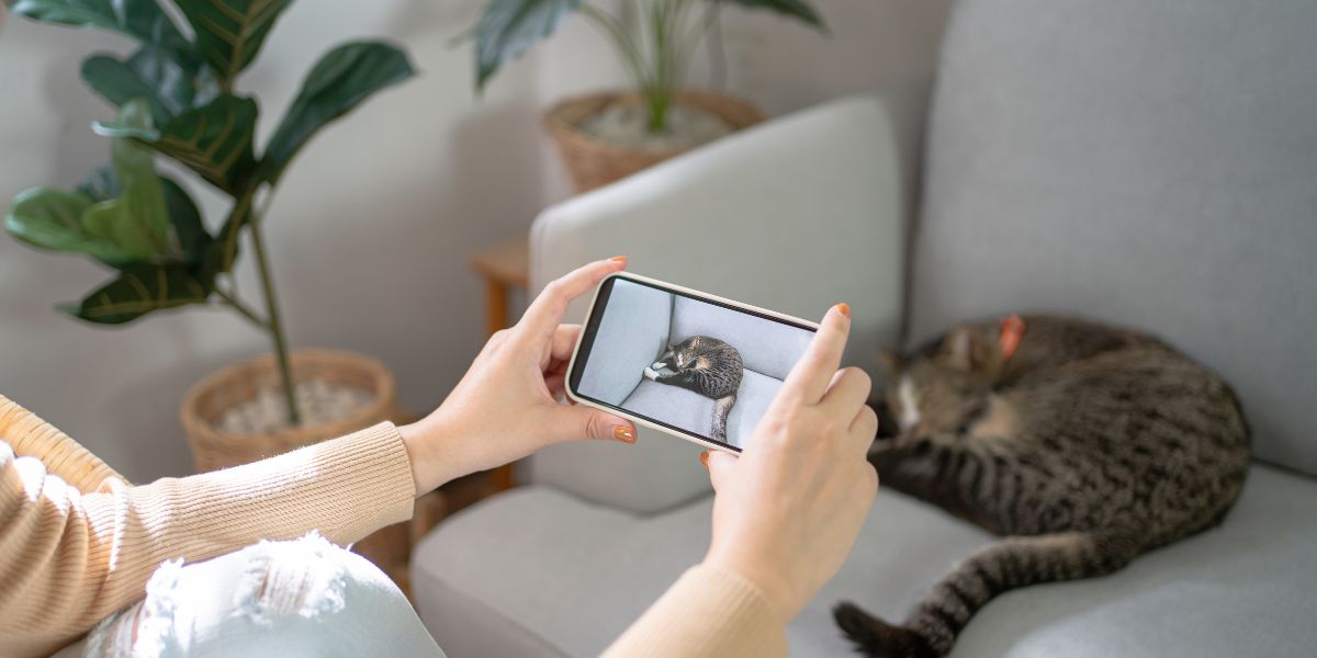 Fotograf s opřenými lokty zachycuje chvíli, kdy kočka relaxuje na gauči pomocí svého mobilního telefonu.